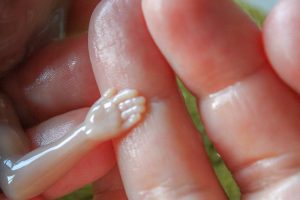 foto van het handje van een foetus in de hand van een volwassene ter illustratie van de watermethode